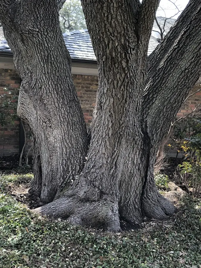 Mature heritage tree close to a Lebam property cared for by certified arborists